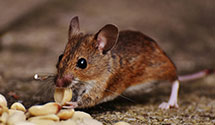 24 Hour & Emergency Exterminators in Santee, SC